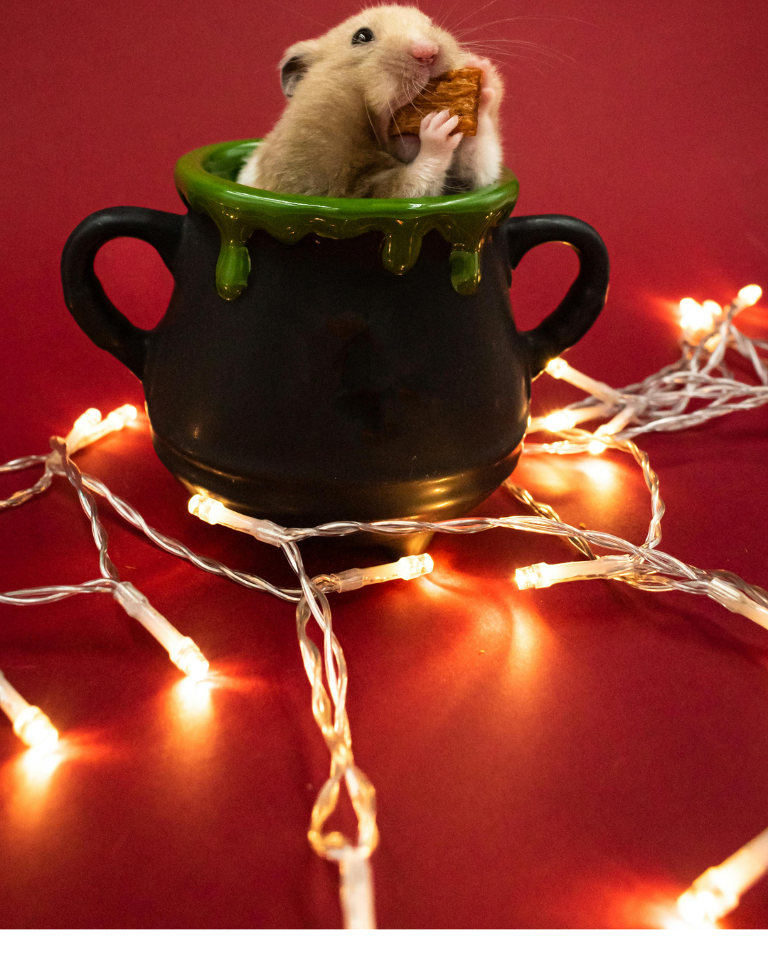 Picture for category Exotics